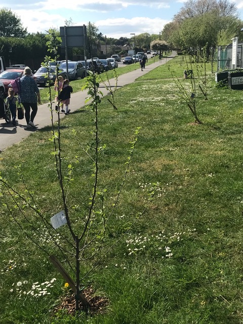 Apple Orchard