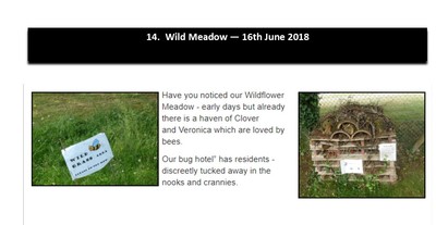 Wild Meadow - 16th June
